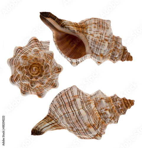 The differents views of sea shells isolated.