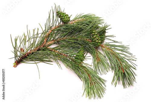 bump on a pine branch  green