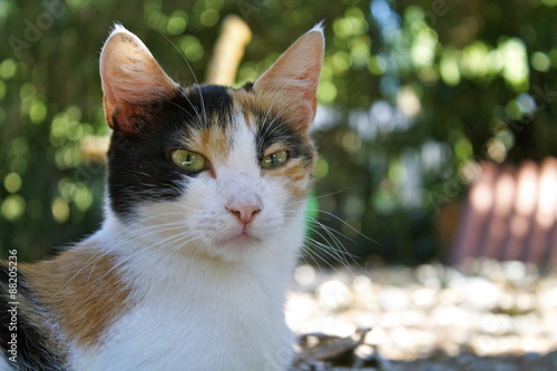 Colonia felina