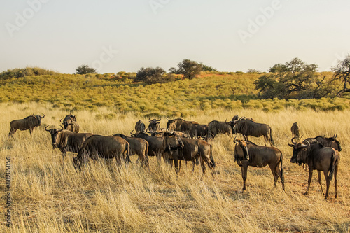 Wildebeests © bennymarty