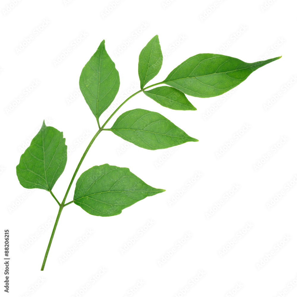 Fototapeta premium Indian cork tree leaves isolate on white background