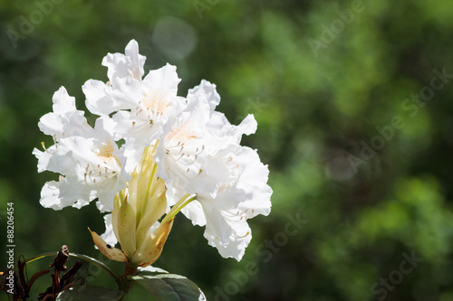 Flower white Rhododendron in the park Sapokka in Kotka, Finland