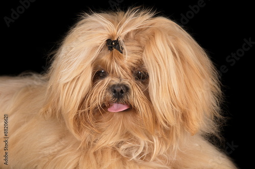 Shih-Tzu en studio sur fond noir