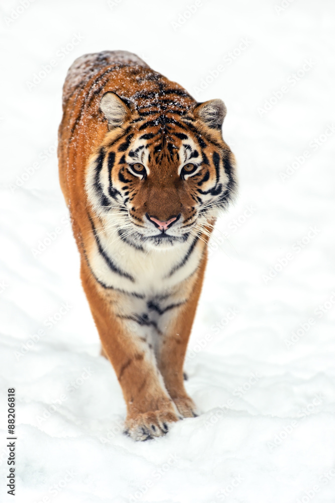 Fototapeta premium Amur Tiger