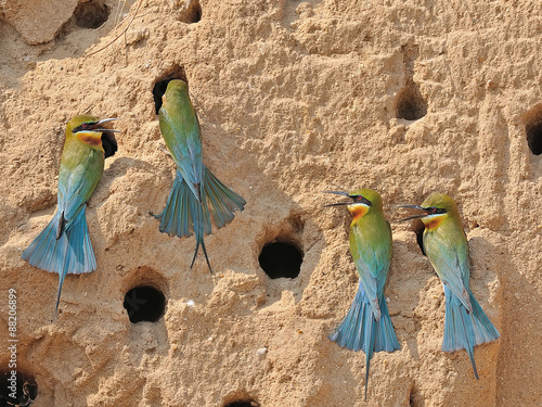 Group of Blue-tailed Bee-eater,Thailand