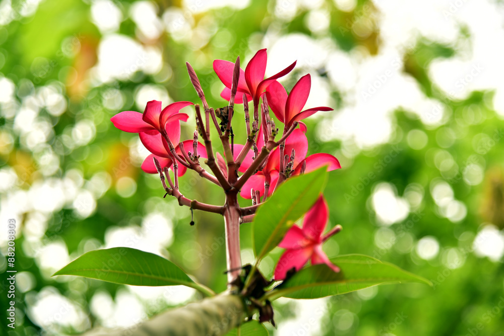 Plumeria flowers are fragrant and beautiful Plumeria flowers are fragrant and beautiful