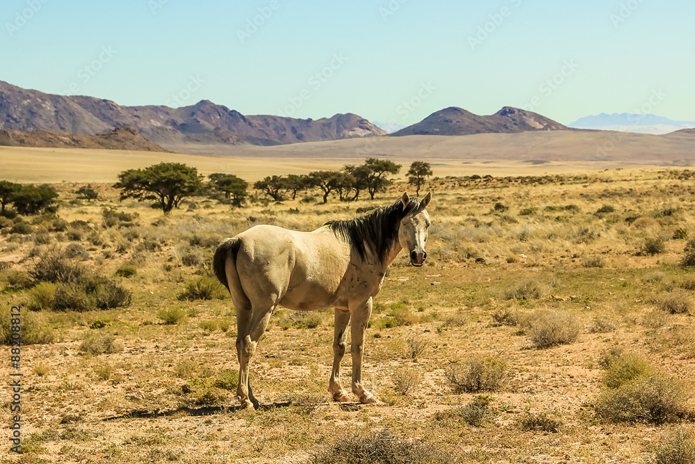 Wild horse Wild horse