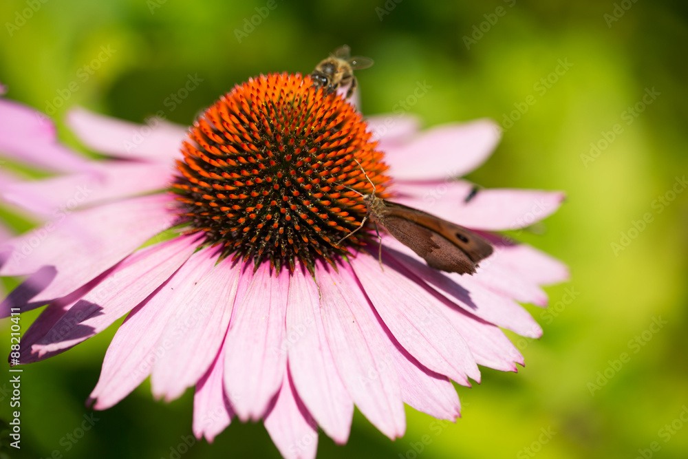 Biene und Dickkopffalter auf einer Echinacea Biene und Dickkopffalter auf einer Echinacea