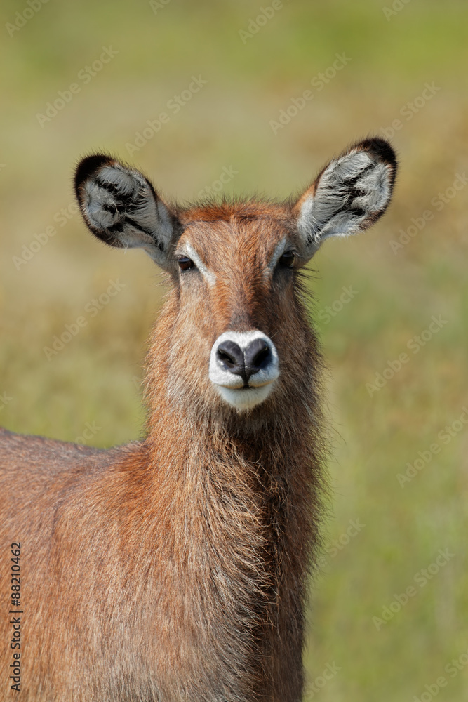 Portrait of a Defassa waterbuck (Kobus ellipsiprymnus defassa), Lake Nakuru National Park, Kenya