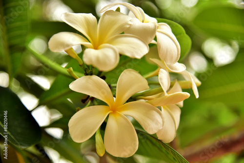 Plumeria flowers are fragrant and beautiful