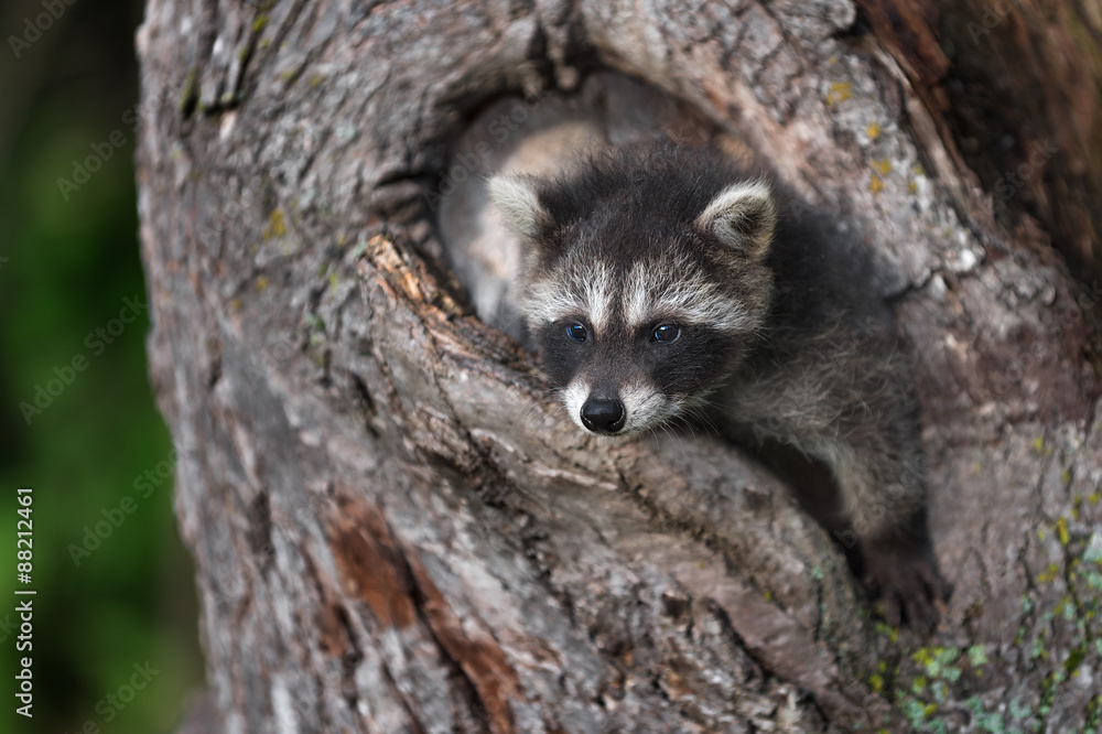 Young Raccoon (Procyon lotor) Hangs out of Tree