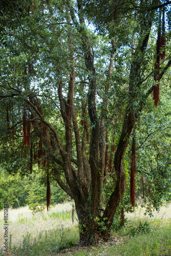Forest landscape at Monseraty park, Cintra, Portugal photo