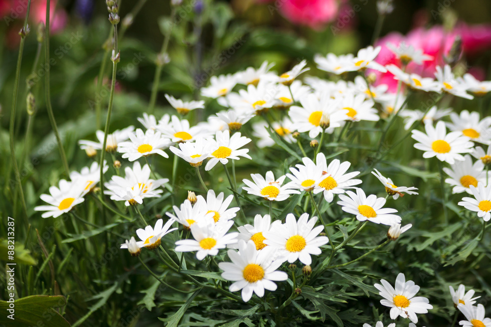 Fototapeta premium Flowers white camomiles in the park Sapokka in Kotka, Finland