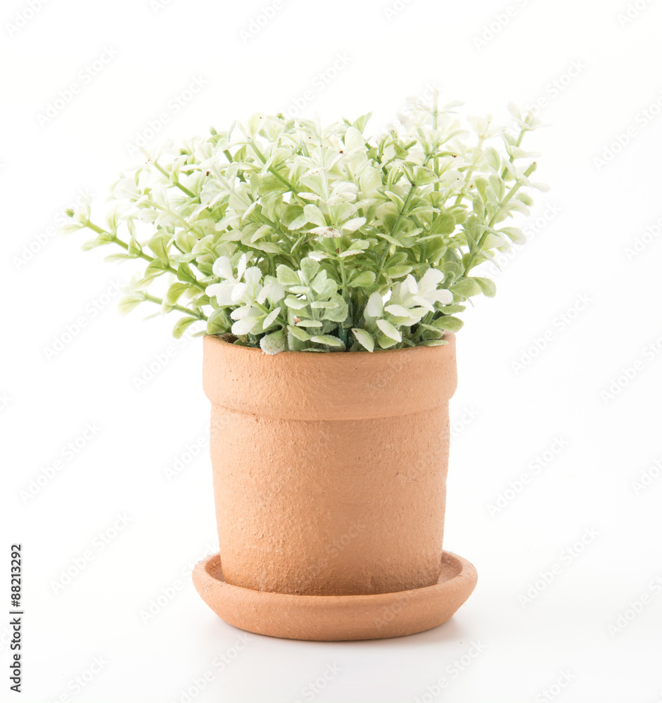 Fototapeta premium flowerpot