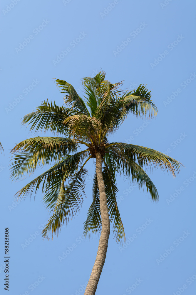 coconut tree on blue sky background