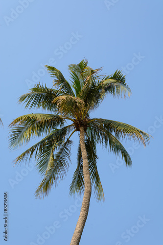 coconut tree on blue sky background