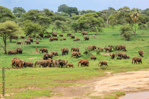 Elephants Tanzania