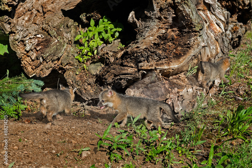 Thre Grey Fox Kits (Urocyon cinereoargenteus) Play by Log photo