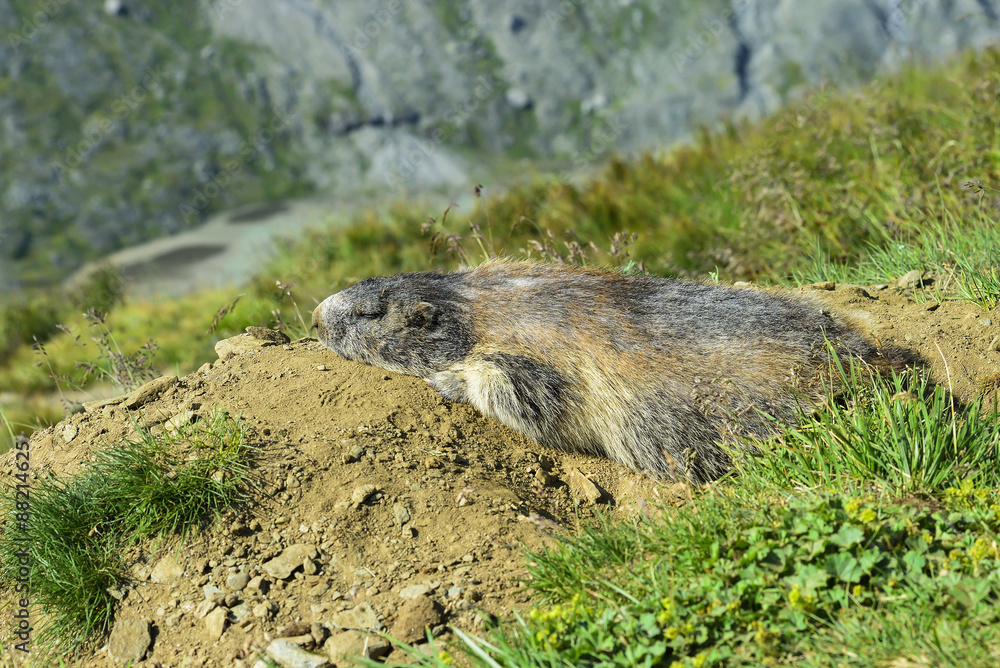 Fototapeta premium Alpine marmot