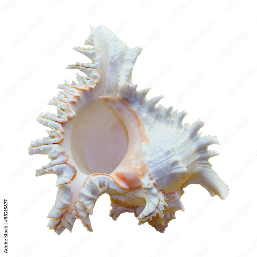 Shell of Chicoreus Ramosus, Ramose Murex Shell of Chicoreus Ramosus, Ramose Murex