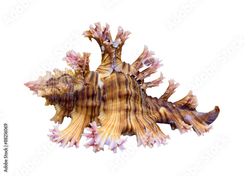 Shell of Murex Saulii or Chicoreus Saulii