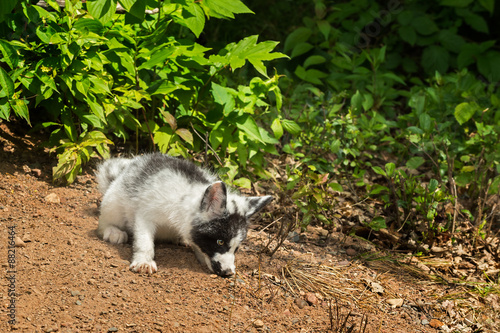 Young Marble Fox (Vulpes vulpes) Sniffs in Dirt