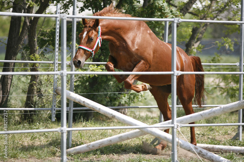 Young thoroughbred horse in action over an obstacle summertime o © acceptfoto