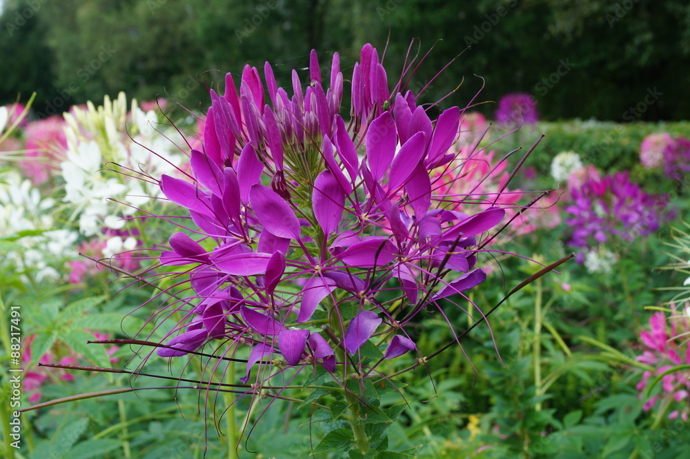 Obraz premium Cleome hassleriana - spider flower in the garden