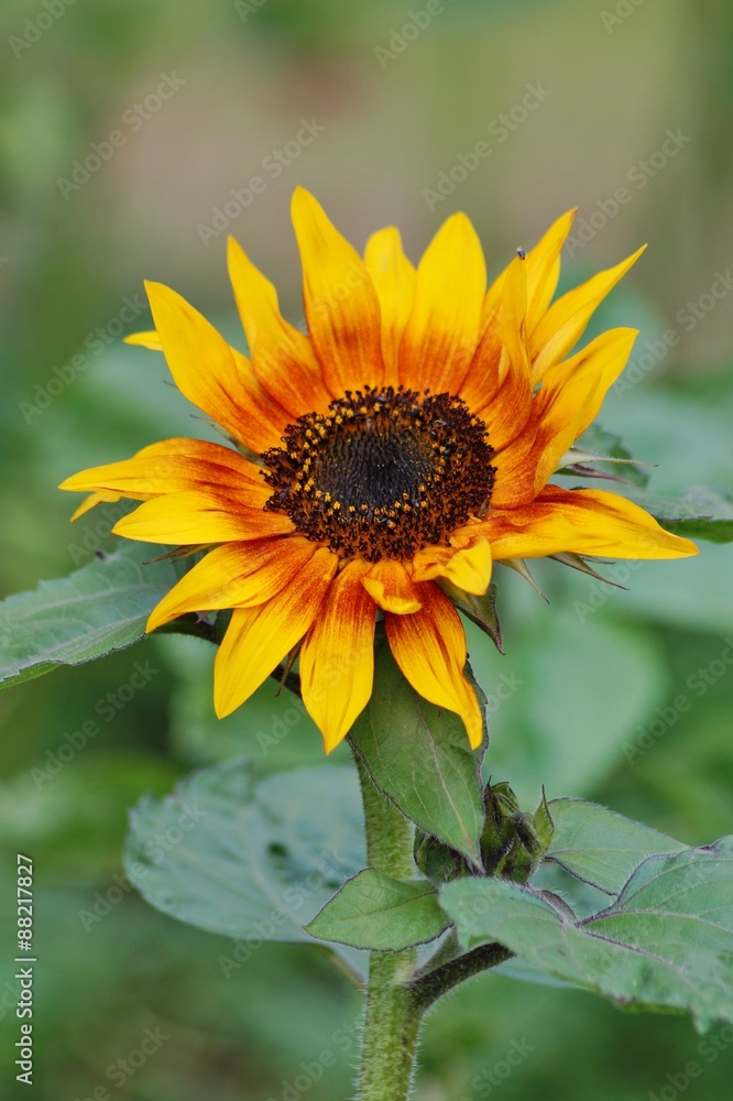 Helianthus annuus - sunflower - Seeds of ripen sunflowers
Helianthus annuus - sunflower - Seeds of ripen sunflowers