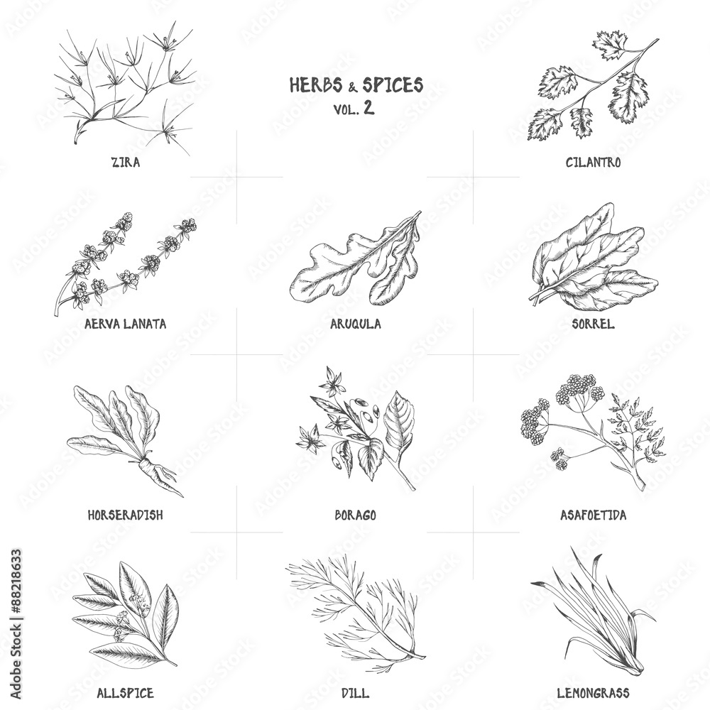 Hand drawn vector set of herbs and spices vintage illustrations. Hand drawn vector set of herbs and spices vintage illustrations.