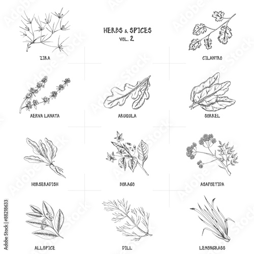 Hand drawn vector set of herbs and spices vintage illustrations.