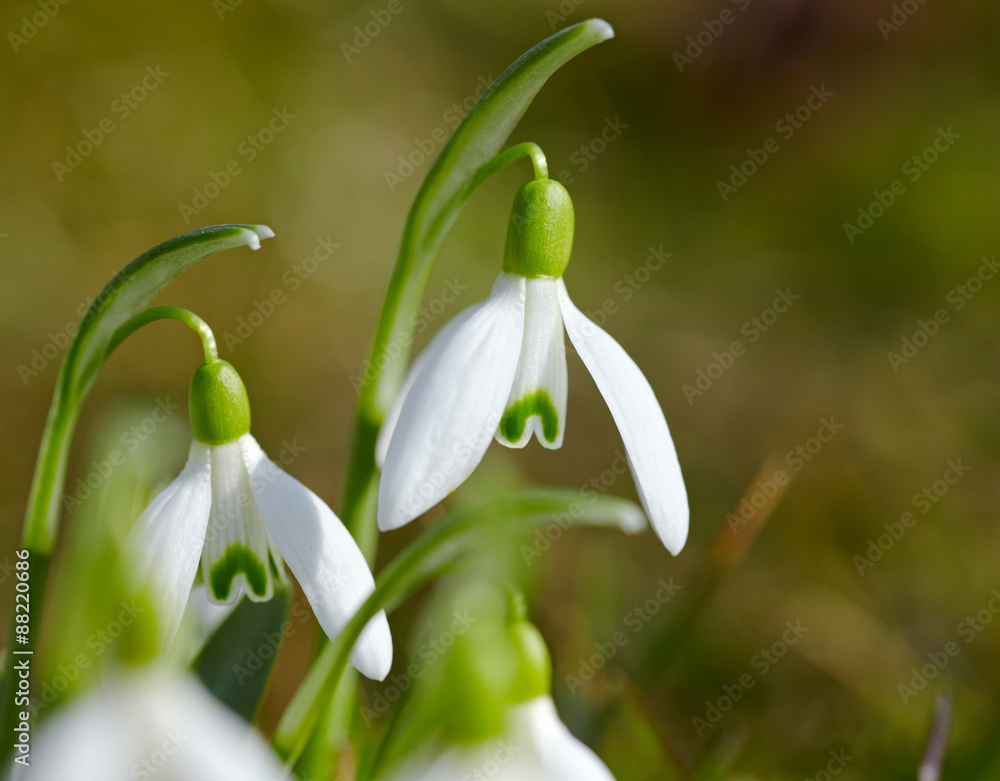 Snowdrops Snowdrops