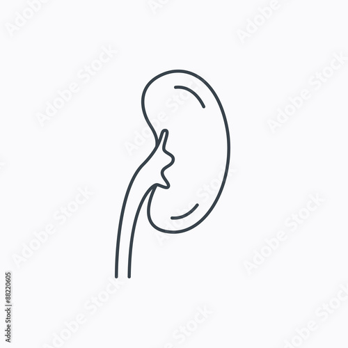 Kidney icon. Transplantation organ sign.