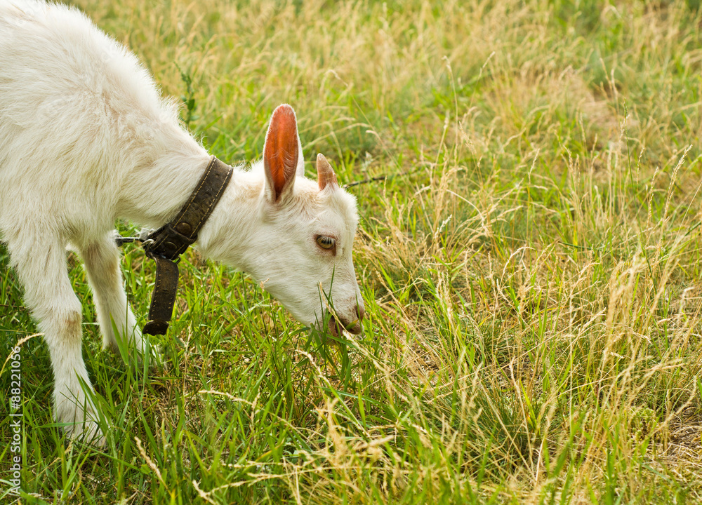 The goat eating grass