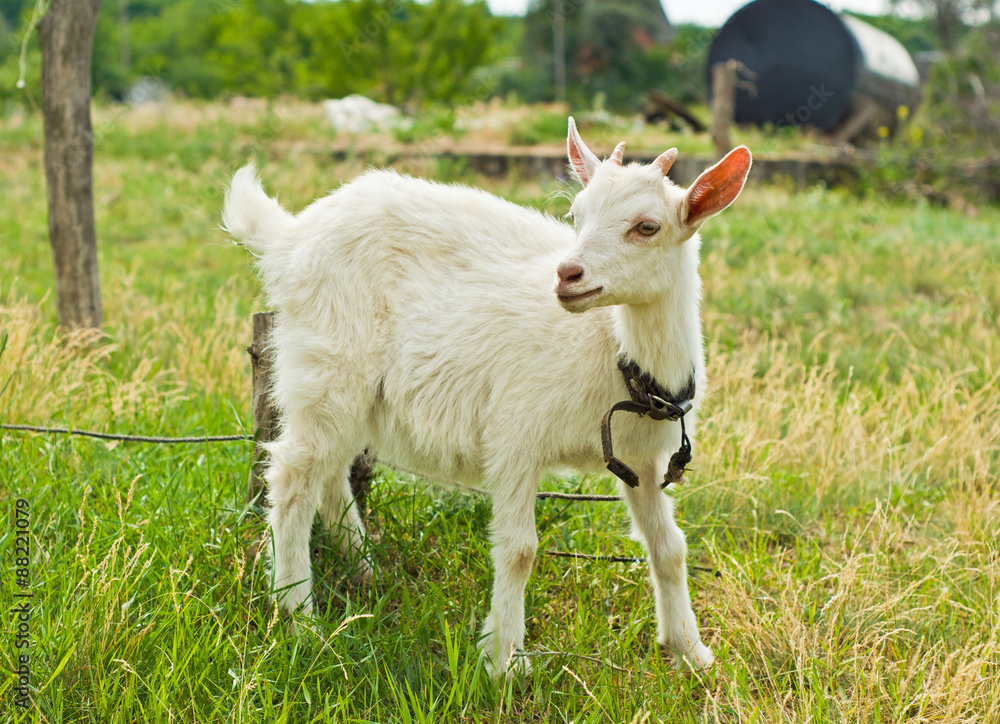 Obraz premium The white goat