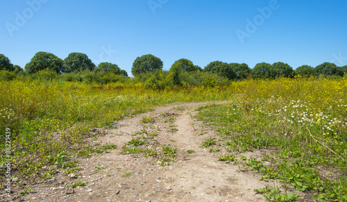 Footpath through a field with flowers in summer
