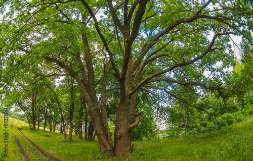Russian landscape green oak forest old branches broad nature