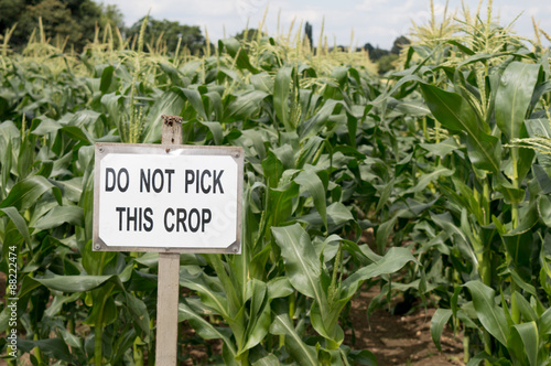 'Do Not Pick This Crop' Sign in Field of Maize