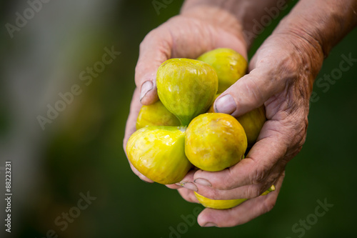 Senior man picking figs in an orchard. Selective focus