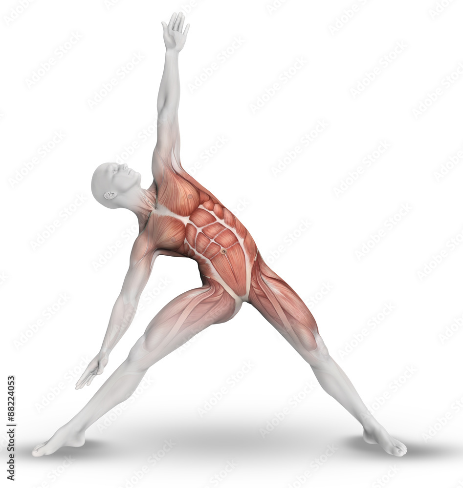 3D female medical figure with skeleton in yoga pose Stock Illustration |  Adobe Stock