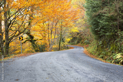 Road with colored trees in autumn season