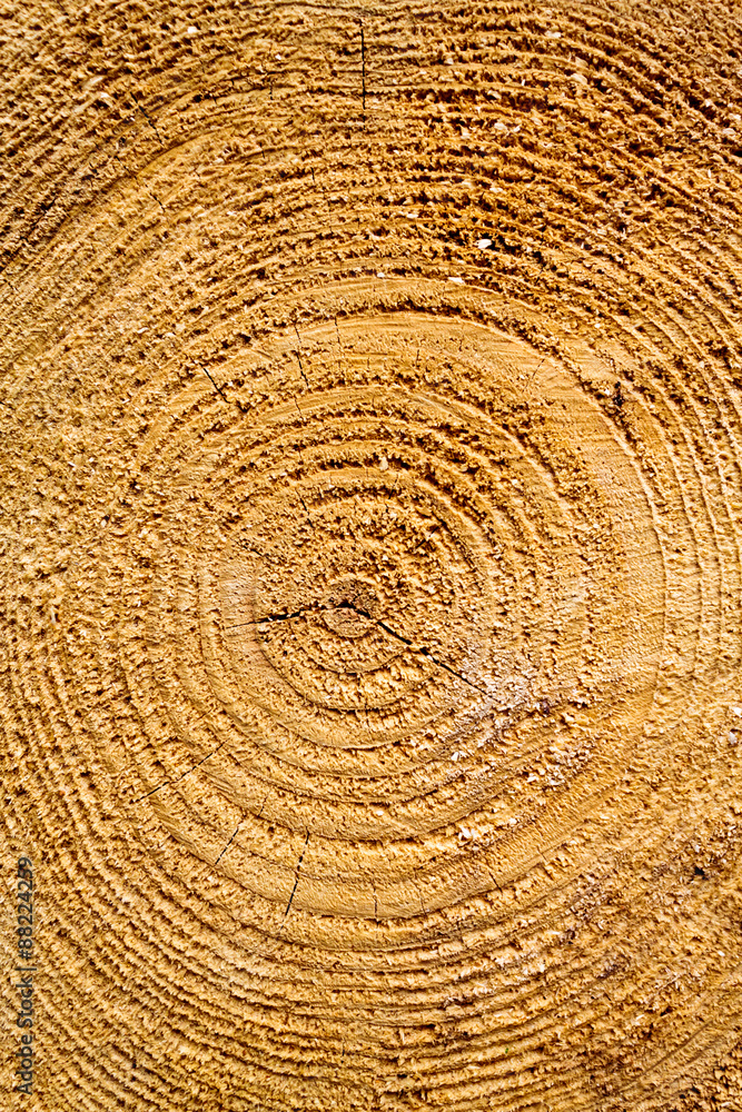 Naklejka premium Cut the tree ring texture