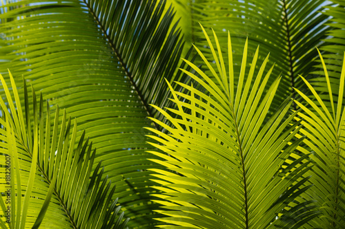 fresh palm tree leaves