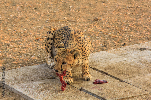 Cheetah  photo