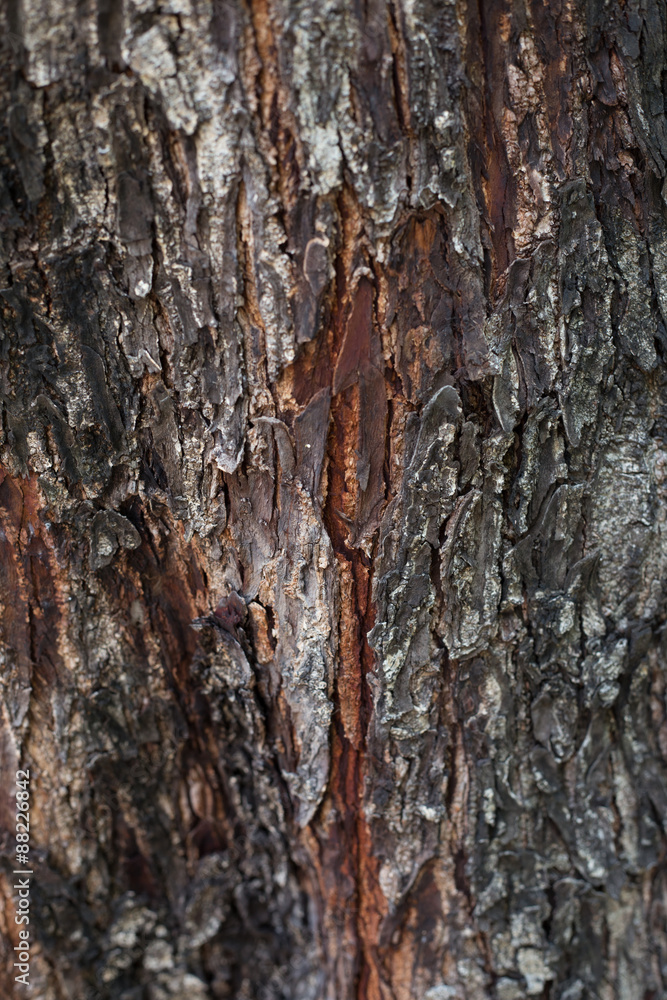 Wood Bark Wood Bark