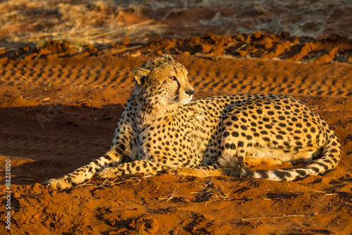 Fényképezés Lying Cheetah