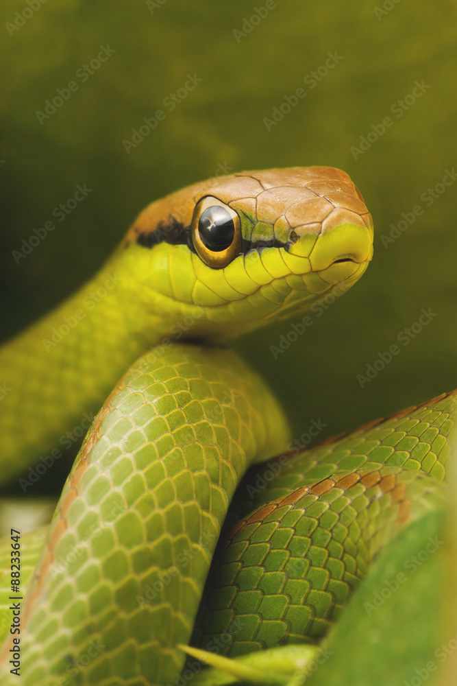 Fototapeta premium Snake