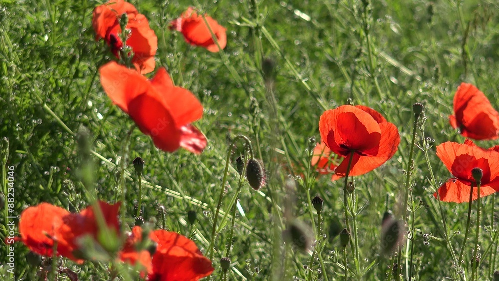 Poppies in the meadow and birds singing