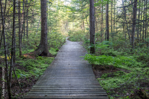 Boadwalk on a hiking trail through a Conifer Swamp photo