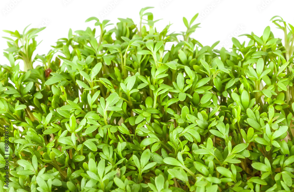Cress salad Cress salad